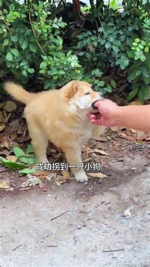 Successfully abducted a little dog#A yellow dog with a white face#Tu Song#Cute pets#The jo