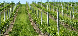 Rural Development Grants Boost Northern Michigan Businesses