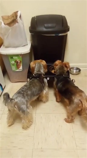 Yorkie LOVE. My babies Nipsey and Sandy. 🐶🐕🐩🦮 | Kimberly Banks