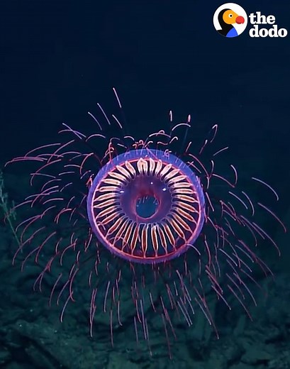 2M views · 16K reactions | This jellyfish is usually see-through — here’s why he’s lit up like fireworks  | The Dodo | Facebook