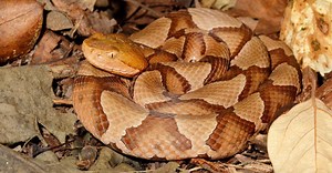 A King Among Copperheads: The Largest Ever Recorded