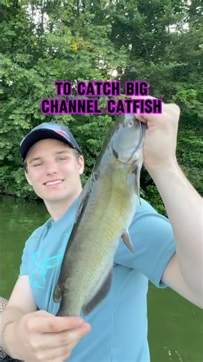 How To Catch BIG Channel Catfish!! 🎣🐟 #shorts