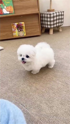 funny shorts puppy
