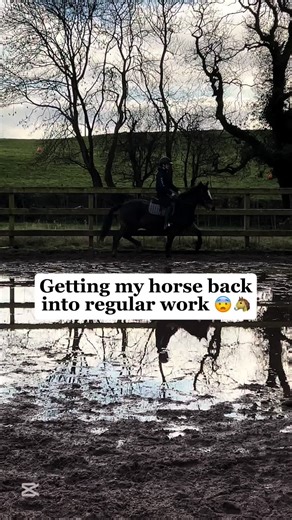 Getting Parker Back to Work: Equestrian Journey