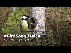 #BirdSongBasics - Great Tit and Coal Tit
