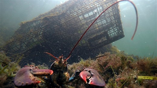 Lobster population falls off New England, leading regulators to declare overfishing