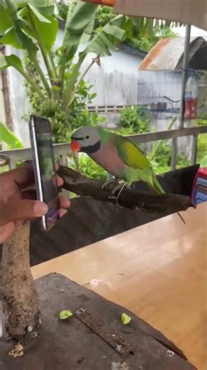 Parrot talking about the world #parrot #shorts #youtubeshorts #parrotsong #entrainment