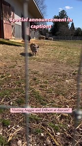 Augustina and Dilbert are having a blast at daycare today! “Daycare” is what we call being outside in the pasture. It started because Auggie has been a house piggy since she was critically ill as a baby. Once she became confident and healthy enough, she started spending the days outside with Samwell and Ernie pigs, and then she came back inside to sleep at night- and eat grapes 🍇😂 Auggie is around 5 months old now and little Dilby, who will not be so little very soon, is also around 5 months o