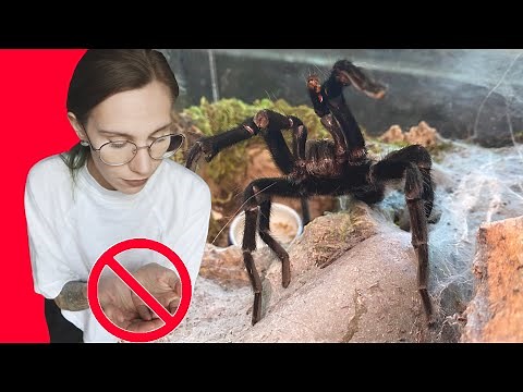 Do NOT Hold These TARANTULAS!.. Beginner/Common Species Edition