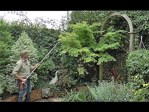 JAPANESE MAPLE HOW TO PRUNE IT CORRECTLY