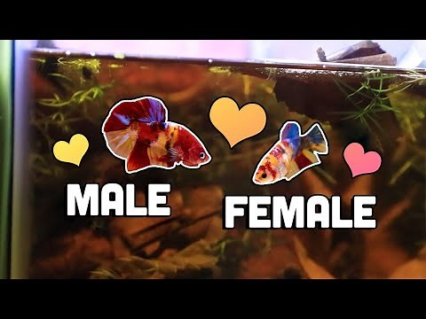 Betta Fish Courtship Phase ❤ Introducing the male betta to female betta