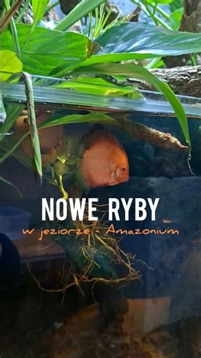 Film z wpuszczania pierwszych zwierząt do Amazonium juz na kanale! 🔴🐠🐟#Animals #fishtank #amazonium