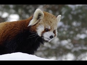 キュゥ！レッサーパンダの鳴き声~Red Panda cries "Culuu"