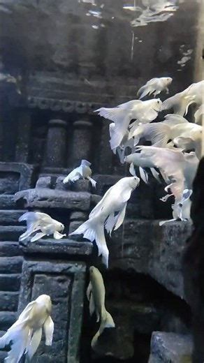 🤍 Grace in every glide | AquarianUnplugged | Aquarium Paradise