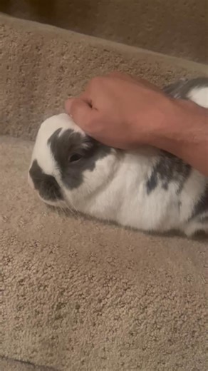 Good morning! | Bini the Bunny