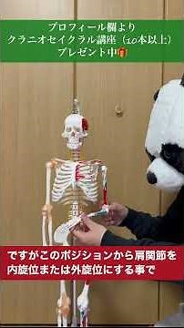 筋繊維別の筋力評価・上腕二頭筋