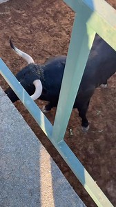 🐂🌾 La bravura del toro de lidia nace mucho antes del ruedo. Desde el campo, en libertad, el toro desarrolla carácter, fuerza e instinto. No espera una plaza para ser bravo ni necesita un escenario para demostrarlo. Esa bravura lo acompaña en cada paso, en cualquier lugar. Reducir su esencia solo al momento de la lidia es desconocer su origen, su genética y su comportamiento. 👏🏽 #ToroEcologia #Tauromaquia #CampoBravo #ToroDeLidia | ToroEcología