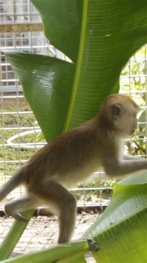 SURPRISE! 🐵🧡 Panjul and 30 other rescued monkeys just received a delicious surprise. Think honey logs and banana leaves filled with honey. 🍌🍯🪵 Thank you for supporting their healing journey. | World Animal Protection Australia