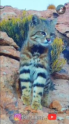 Andean Mountain Cat: The Rare High Andes Predator | Leopardus Jacobita #andescat #shorts #wildcats