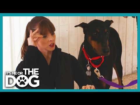 Stop Pulling! How to Teach Your Dog to Heel Using a Wall | It's Me Or The Dog
