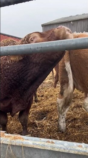 The Powerhouse Bull: A Champion of Production #farm