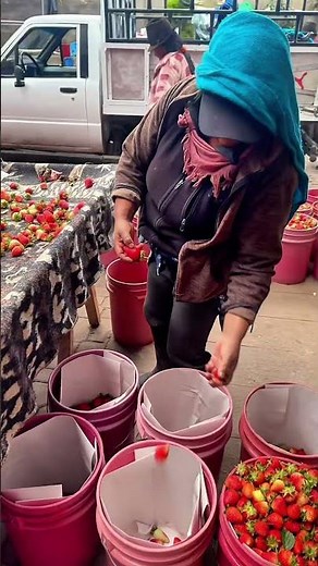 Cosechando fresas con todo el equipo 🍓💪 | El Amo del Campo