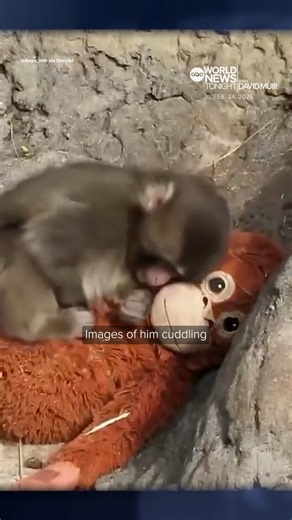 Punch, the seven-month-old macaque monkey who captured the hearts of millions across the world, has made friends at his zoo. He first found comfort in a stuffed orangutan after he was abandoned at birth and later shunned by other monkeys. David Muir reports. https://abcnews.link/ETKclxr?utm_source=facebook&utm_medium=social&utm_campaign=dhfacebook&utm_content=app.dashsocial.com/abcworldnewstonight/library/media/643950239 | ABC World News Tonight with David Muir
