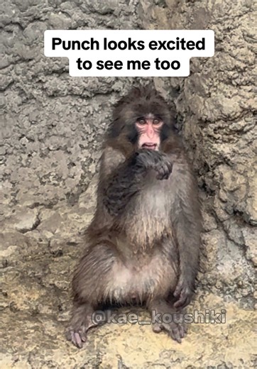 2026/10/24 | Today, Punch reminded us of everything we’ve been missing over the past month…#punchthemonkey #viralmonkey #パンチくん #punchupdate #panchi