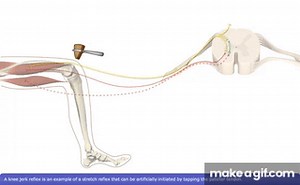 Detailed Animation on Stretch Reflex on Make a GIF