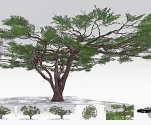 ArtStation - African Acacia Tree-S10 | Game Assets