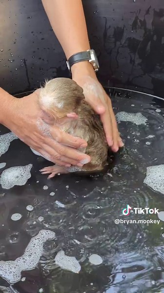 Dad Takes a Bath for His Adorable Monkey Icy