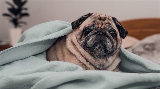 I’m a pet expert, here are the signs that your dog is too cold in your home