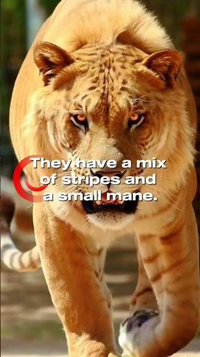 Liger and tigon | The hybrid of the lion and the tiger | tiger, lion cross