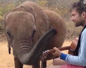Murió Mr. Tembo, el elefante que inspiró a Damon Albarn