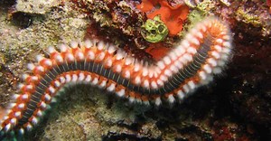 This Underwater Creature is Called a ‘Fire Worm’ and it is Terrifyingly Beautiful