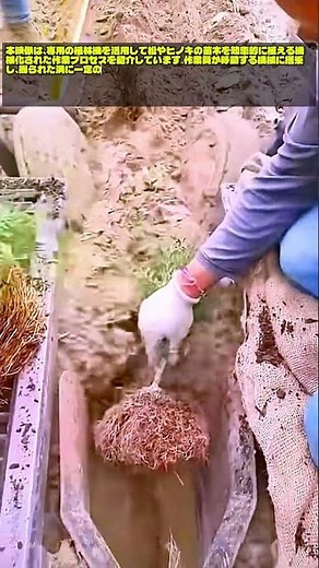 林業の革新！あっという間に終わる驚きの自動植林技術 #worker #process #planting #forestry #agriculture
