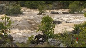 12K views · 40 reactions | Tropical Cyclone Tiffany has hit the Far North, bringing heavy rainfall and damaging winds. Although the system weakened today, the worst is yet to come as it now tracks towards the Gulf of Carpentaria. 7NEWS at 6pm. More local news: 7news.com.au/news/qld #TCTiffany #qldweather #7NEWS | 7NEWS Cairns | Facebook