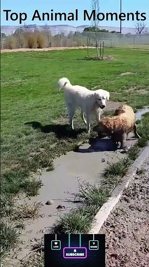 Top Dog Moments Compilation 🐶 | Try Not to Laugh!#shorts #viral #trending