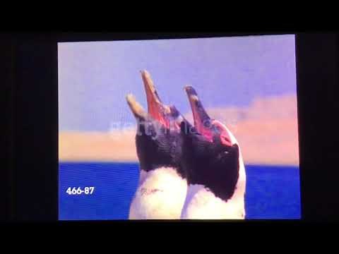 Penguins Stock Footage at Getty Images from Baby Einstein - Baby Noah: Animal Expedition (2004)