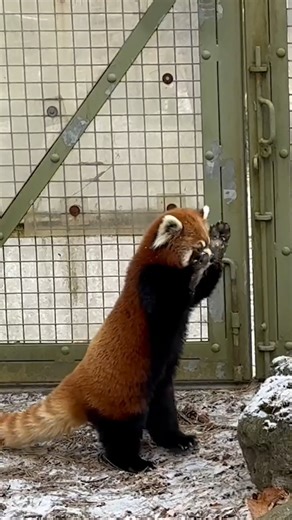 Kalden and Poppy playtime 🐾 Did you know your Toronto Zoo is building a brand new, state-of-the-art habitat for red pandas that includes an indoor viewing area? This new space will elevate their well-being by giving them enhanced choice and control within their habitat, especially during the hot summer months, allowing them to enjoy a climate-controlled indoor space. Guests will be able to view red pandas year-round and see the care we provide up close and personal. More exciting updates coming