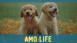 3.5K views · 42 reactions | Dogs are wonderful pets and there are so many interesting things about them! Here are 50 amazing facts | AmoMama Video | Facebook