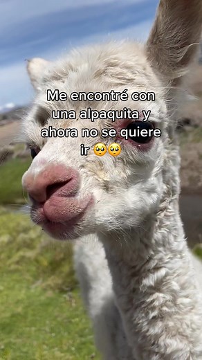 Adorable Baby Alpaca Cuteness Overload