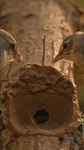 The Most Satisfying Bird Nest Build You’ll Ever Se