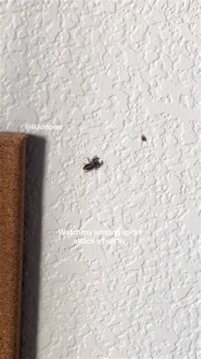 Jumping Spider Attacks Fruit Fly: Nature's Predator