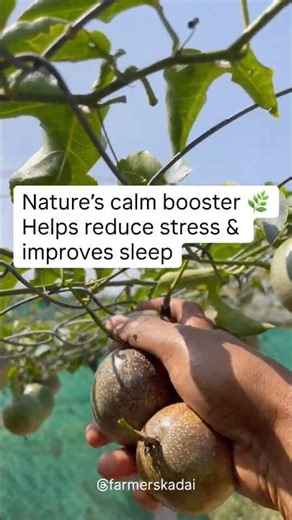 The Joy of Harvesting Passion Fruit | Homegrown Garden Magic 🍃 #farmerskadai