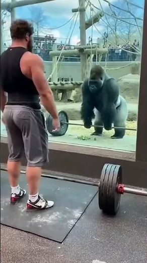 Man Challenges Gorilla to a Lift-Off... He Instantly Regrets It 😳
