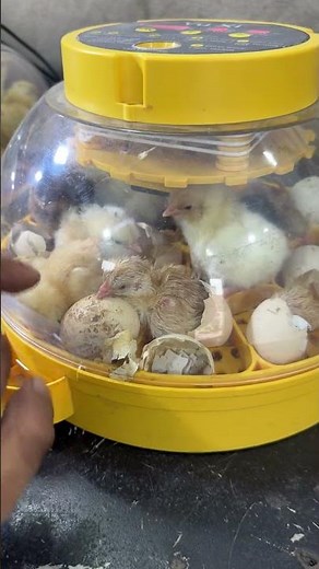 2 Wonderful Mini Egg incubators Hatching
