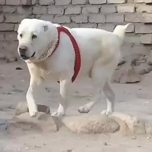 Kuchi Dog Breed From @dogghahrman3 Name: Nili, age 5, 📍 #Afghanistan 🇦🇫 | Dogs In The World