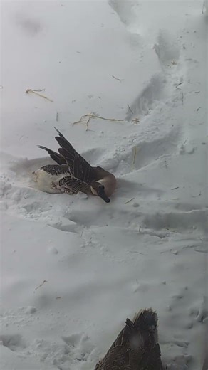 Goose Swimming In Snow || ViralHog