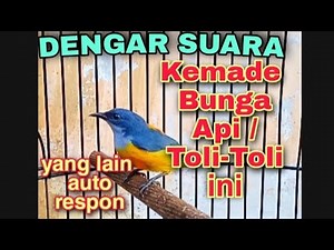 BURUNG KEMADE BUNGA API GACOR PANCINGAN BUNYI LAWAN LANGSUNG RESPON